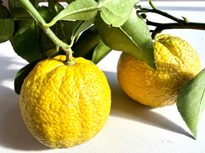 じゃばら果汁　じゃばら果実