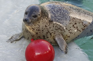 水族館（海獣）