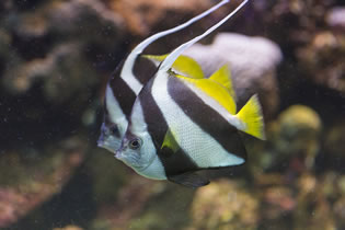 水族館（魚）