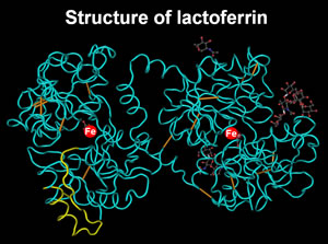 ラクトフェリンの構造